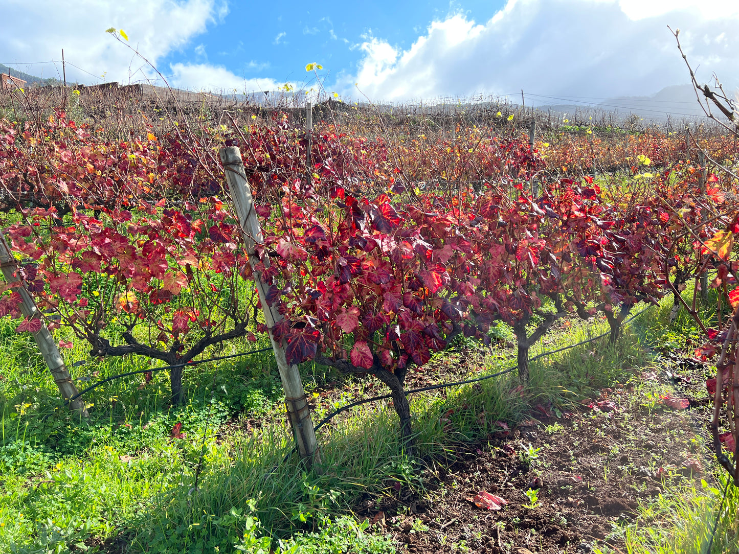 Viña Estevez Vijariego Negro