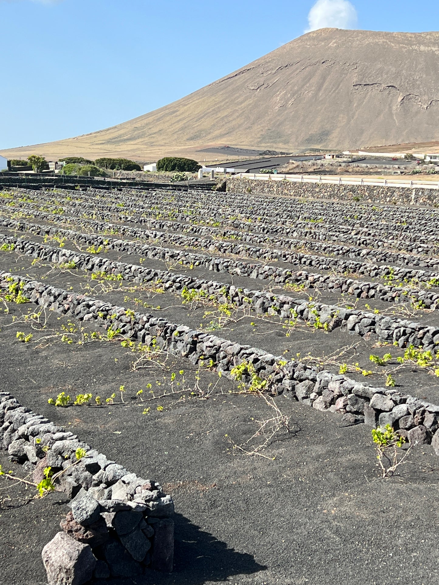 El Grifo José Saramago Syrah